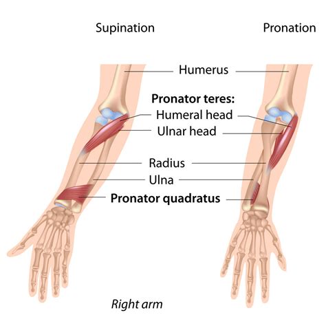 Pronators Muscles Of Forearm