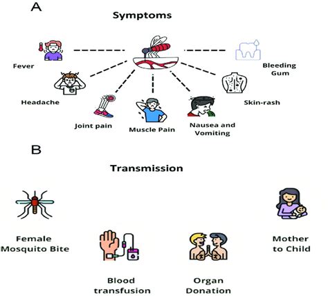 Different Symptoms And Transmission Patterns Of Dengue Fever Download Scientific Diagram