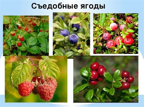 Ягоды лесные - online presentation