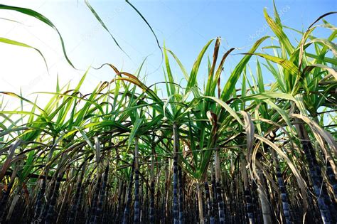 Bajo ángulo de tallos y hojas de plantas de caña de azúcar que crecen