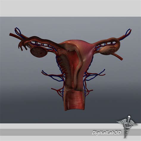 Human Female Reproductive System 3d Model Cgtrader