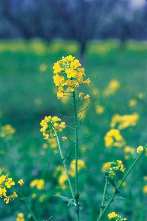 The Life Cycle Of Mustard Plants Hunker