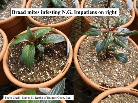 Scouting For Broad Mites In The Greenhouse Plant Pest Advisory