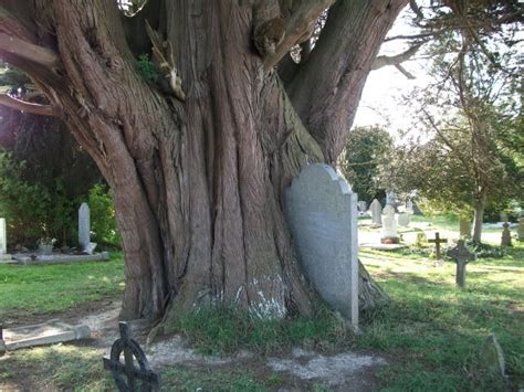 St Colmcilles Graveyard Ancient Yew Tree Cemetery Art Cemetery