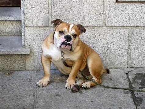 Spanish Bulldog - My Animals