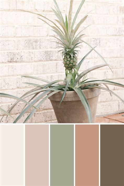 Potted Plant Color Palettes This Growing Home Decor Color Palette