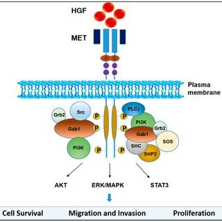 HGF MET Signaling Binding Of HGF To MET Induces Conformational Changes