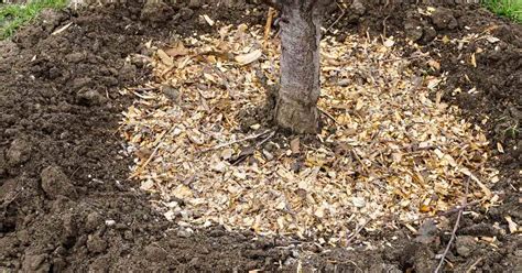 Tree Mulching And Soil Treatment Service Katy Fulshear Cypress Houston Tx