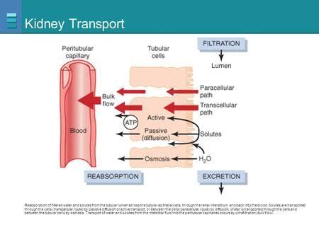 Kidney Transport Reabsorption Of Filtered Water And Solutes From The