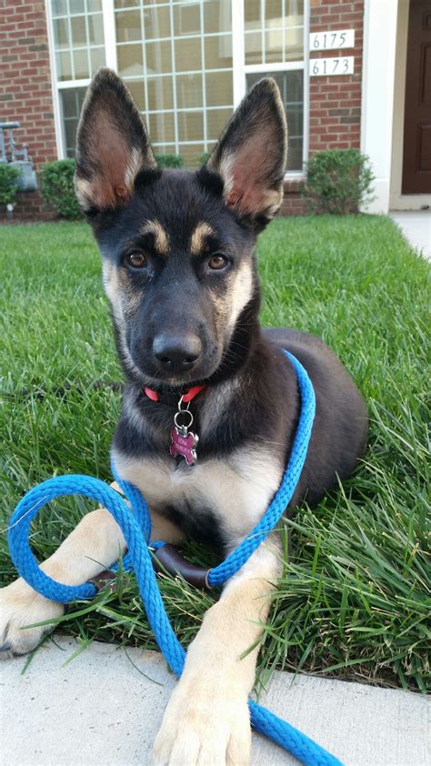 Tan German Shepherd Husky Mix