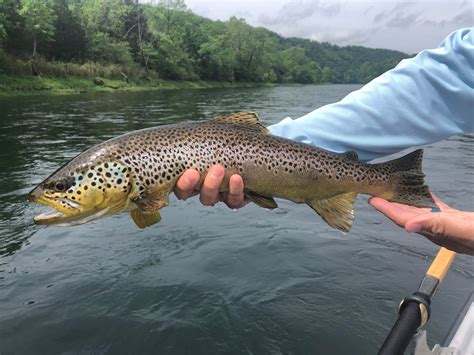 Fishing the White River | Arkansas.com