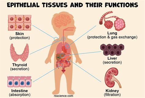 Vet Tech-Tissue Ch. 5 Diagram | Quizlet