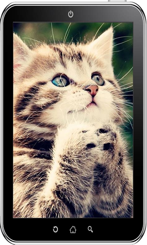 Cute Cat Wallpaper Hdbrappstore For Android