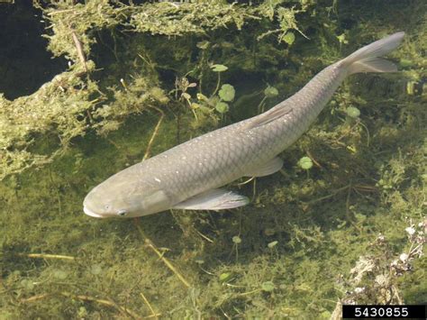 Grass Carp Ctenopharyngodon Idella