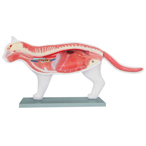 Feline Anatomy Model – The Science Bank