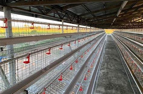 The Benefits of Automatic Battery Cage Systems – livi battery poultry ...