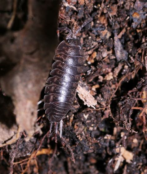 Curly Woodlouse From Greene County OH USA On October 23 2019 At 03