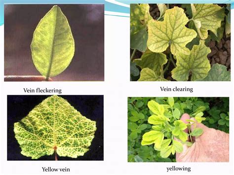 Symptoms of plant viruses | PPT