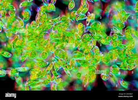 Euglena Protozoa Darkfield Illuminated Polarised Light Micrograph Of