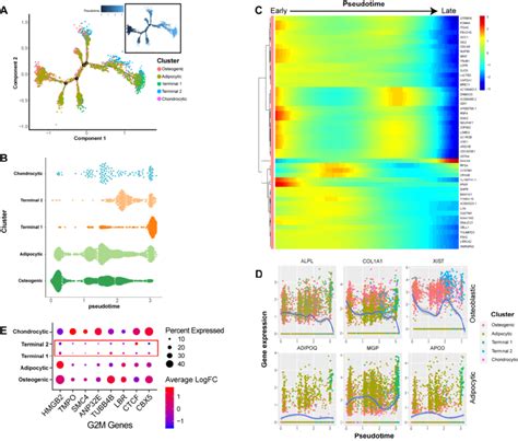 Dynamic Gene Expression Patterns Of Human Bm Mscs A Reconstructed