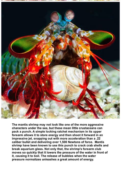 cute animal facts to make you happy