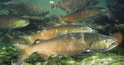 chinook salmon sacramento california