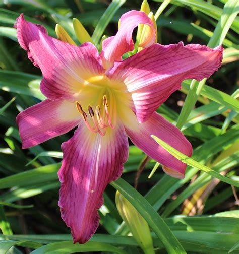 Photo Of The Bloom Of Daylily Hemerocallis Lake Norman Spider