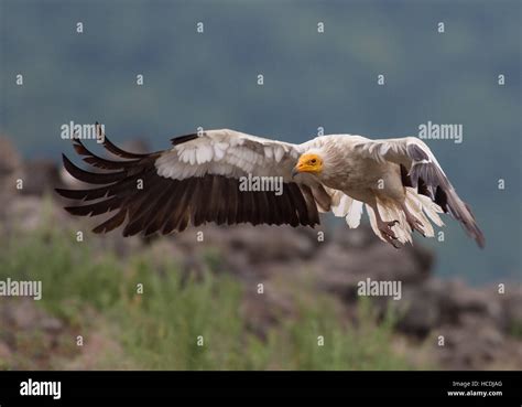 flying vulture  res stock photography  images alamy