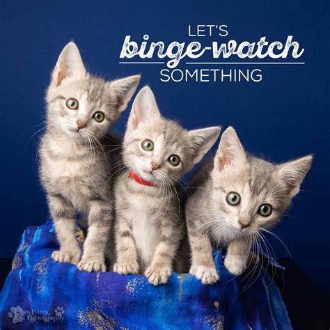 Animal lovers are reacting to the kitten rescue near me success 31