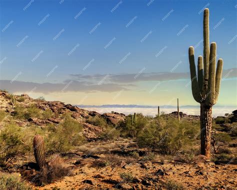 Premium Photo | Phoenix arizona desert in morning