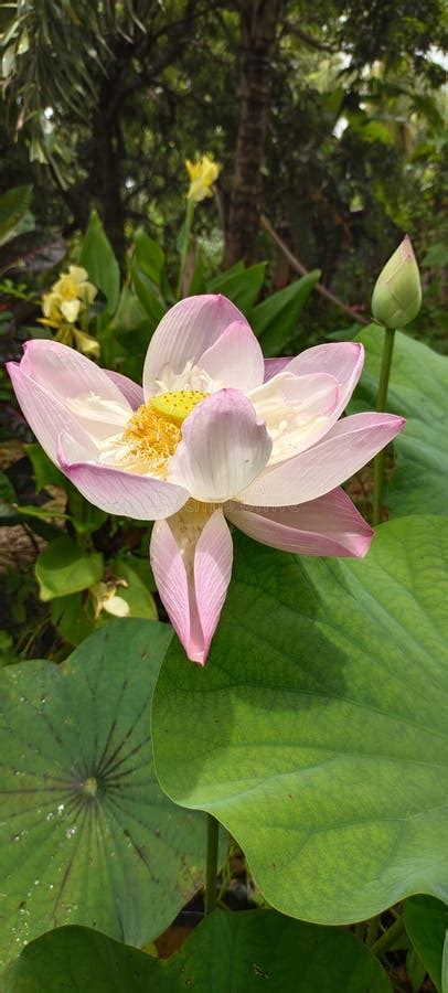 Garden Water Lily Pink Nelum Flower Stock Photo - Image of nelum ...