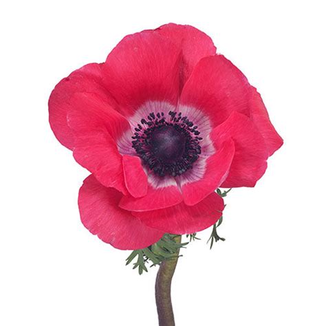 Anemone Hot Pink Kukka Flowers