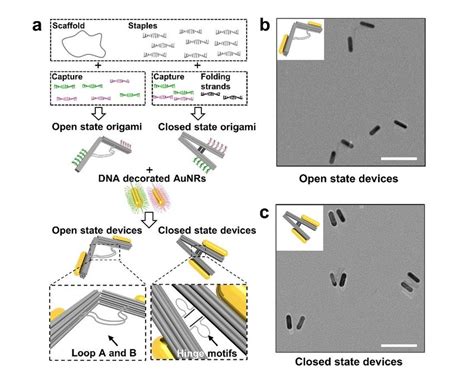 Construction Of Plasmonic Nanodevices Based On Aunr Dna Origami