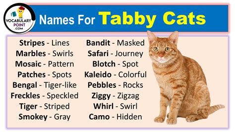 270 Names For Tabby Cats Vocabulary Point