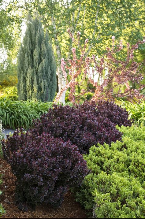 Barberry Concorde Pine Lane Nursery