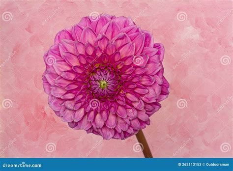 Pink Dahlia Bloom Against Textured Background Stock Image Image Of