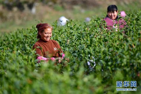 甘肃文县：采春茶时图图片频道云南网