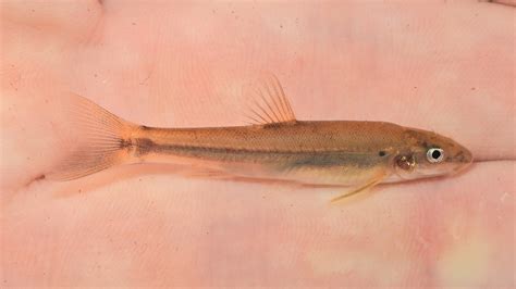 Maryland Biodiversity Project Longnose Dace Rhinichthys Cataractae