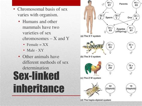 Chromosomal Basis Of Inheritance Ppt Download