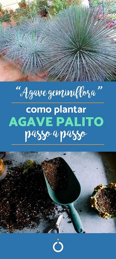 Como Plantar Agave Palito Passo A Passo E Cuidados Plantas Como Podar