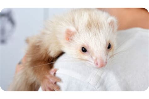 All Types of Ferrets & Their Different Breeds (Updated)