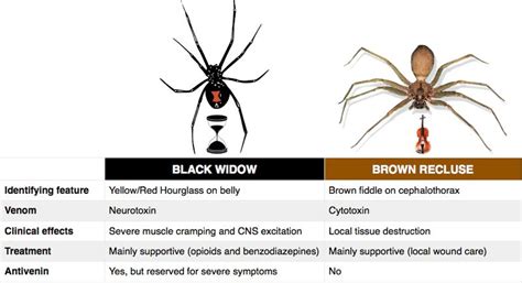 Black Widow Spider Bite Treatment Emedicine ~ The Venom Of The Black Widow Spider Bite Causes ...