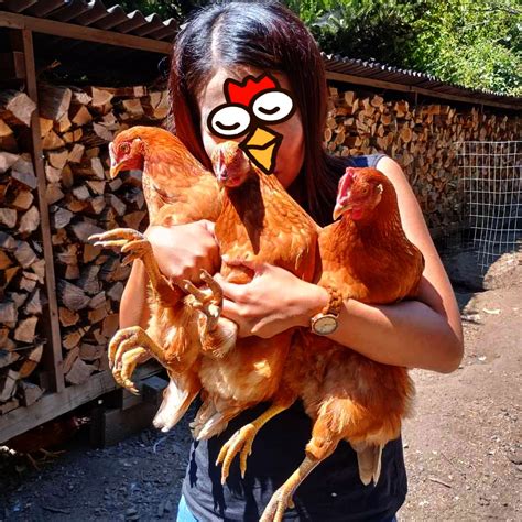 🐓💛🐓ニワトリ愛が溢れてる！💛🐓💛 ニワトリヤ