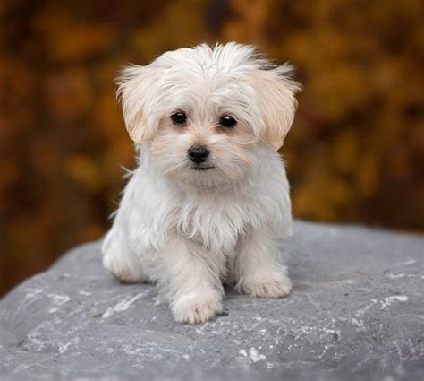 Maltese-Puppy-Hypoallergenic | Hypoallergenic Dog