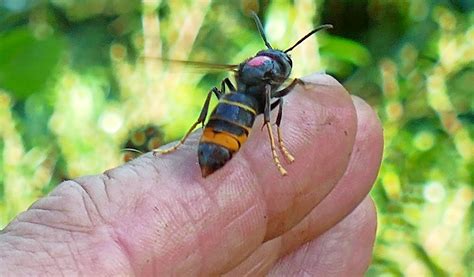 Asiatische Hornisse Im Saarland Karte Zeigt Verbreitung