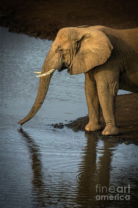 Elephant Drinking Water