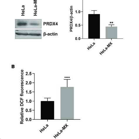 ROS Production In LCMV And Mock Infected HeLa Cells A Immunoblot