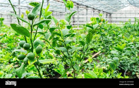 Green Fruits Of Lemons Hang On Tree Branches In A Greenhouse Growing