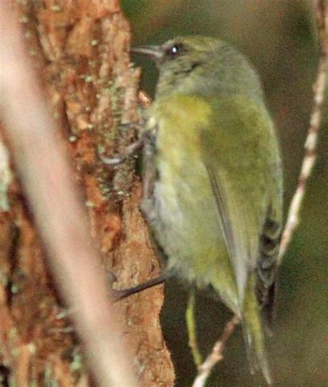 Hawaiian Honeycreeper Lineage Drpanidini