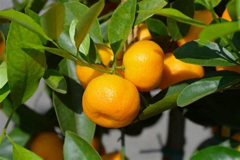 Indoor orange tree - care, blooming, harvesting its fruits